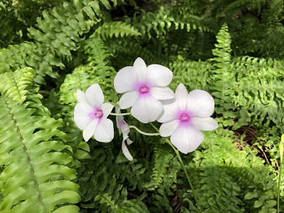 最近こんな花が咲きました